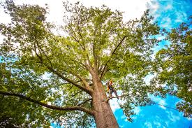 Best Leaf Removal  in Darnestown, MD