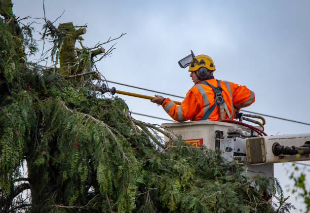 Best Root Management and Removal  in Darnestown, MD