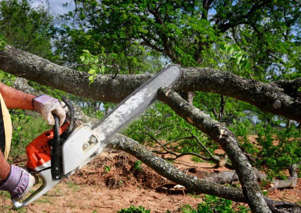 Best Tree Disease Treatment  in Darnestown, MD