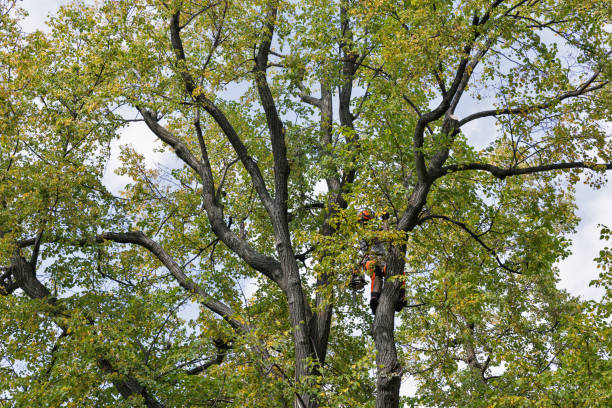 Best Storm Damage Tree Cleanup  in Darnestown, MD